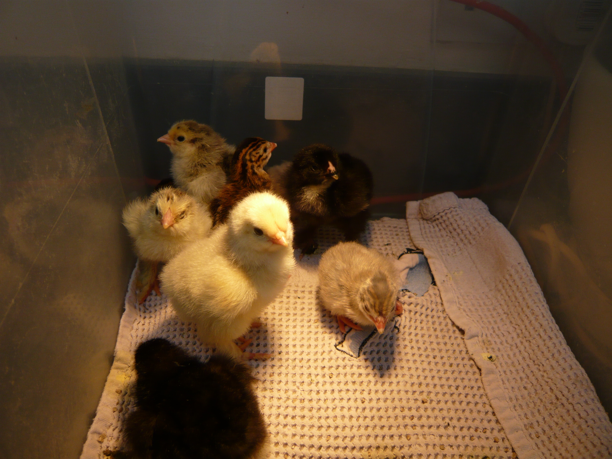 The Blog Of A Norfolk Based Keeper And Breeder Of Garden Hens